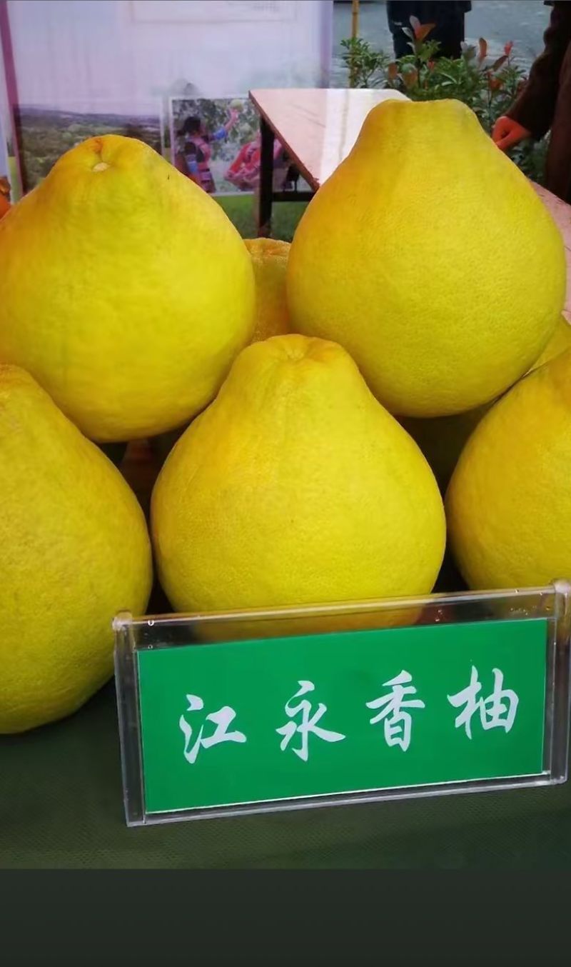 湖南江永香柚