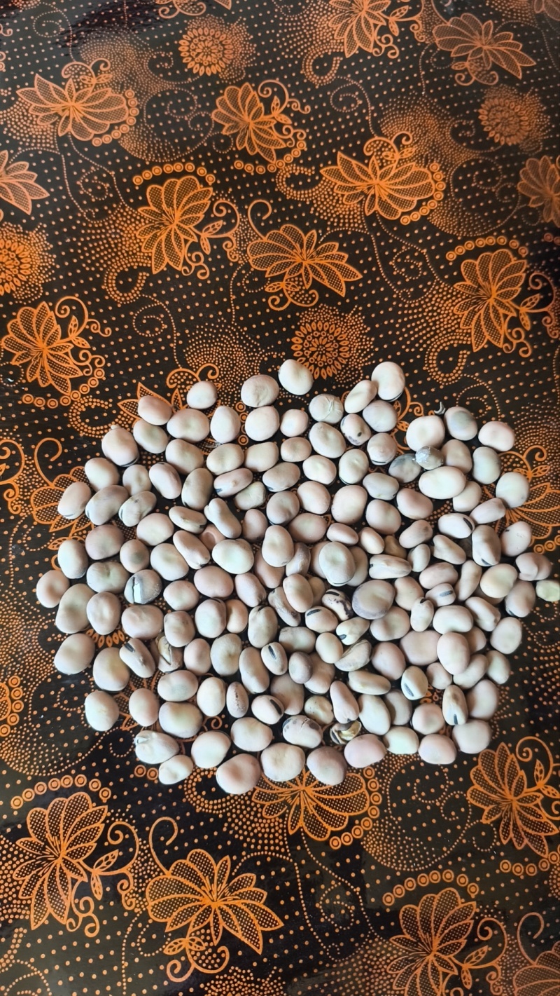 羊眼豆