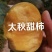 太秋柿子树，大树退耕还田