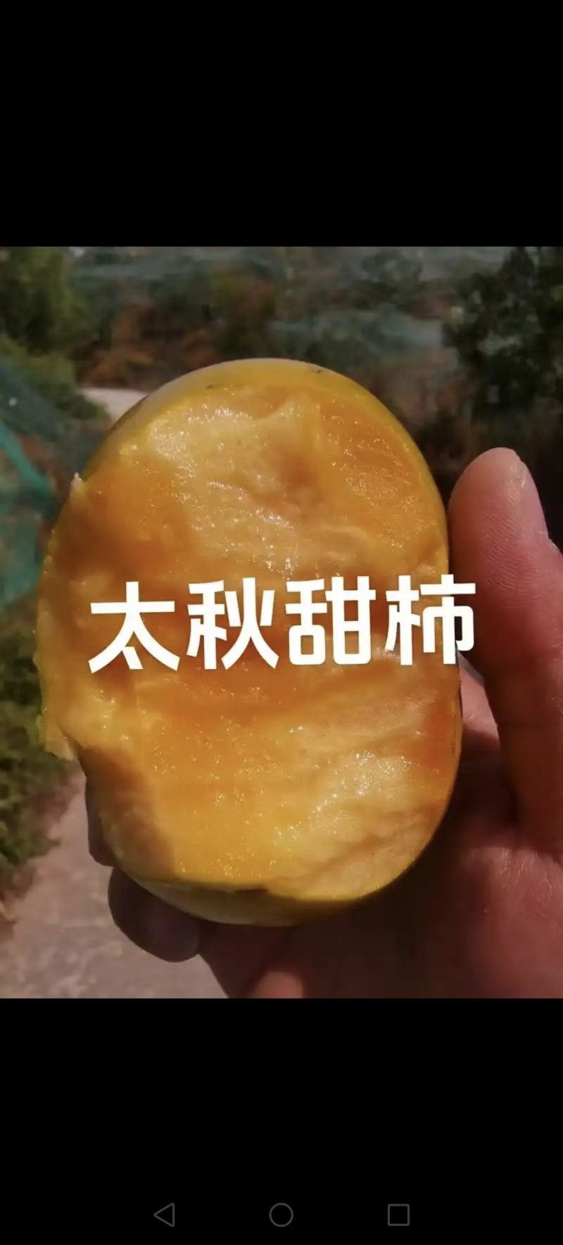 太秋柿子树，大树退耕还田