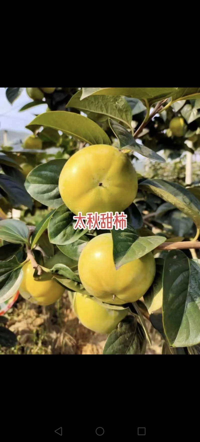 太秋柿子树，大树退耕还田
