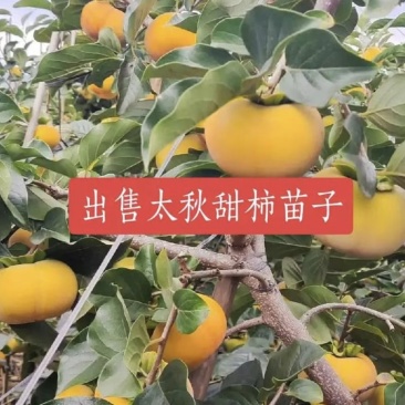 太秋柿子树，大树退耕还田