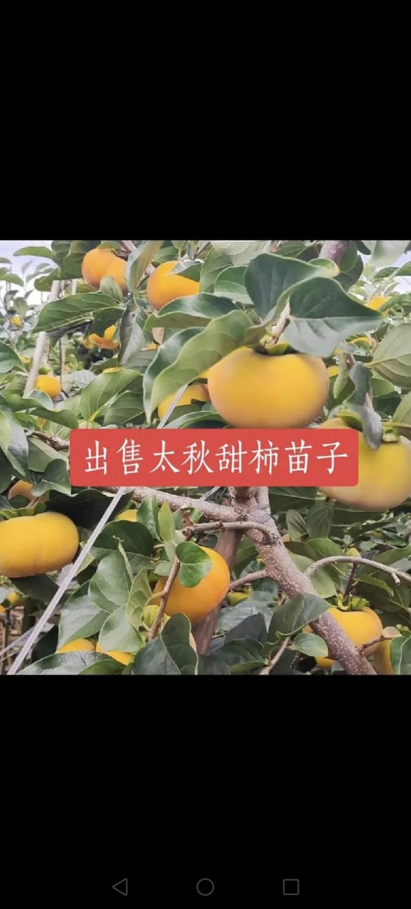太秋柿子树，大树退耕还田