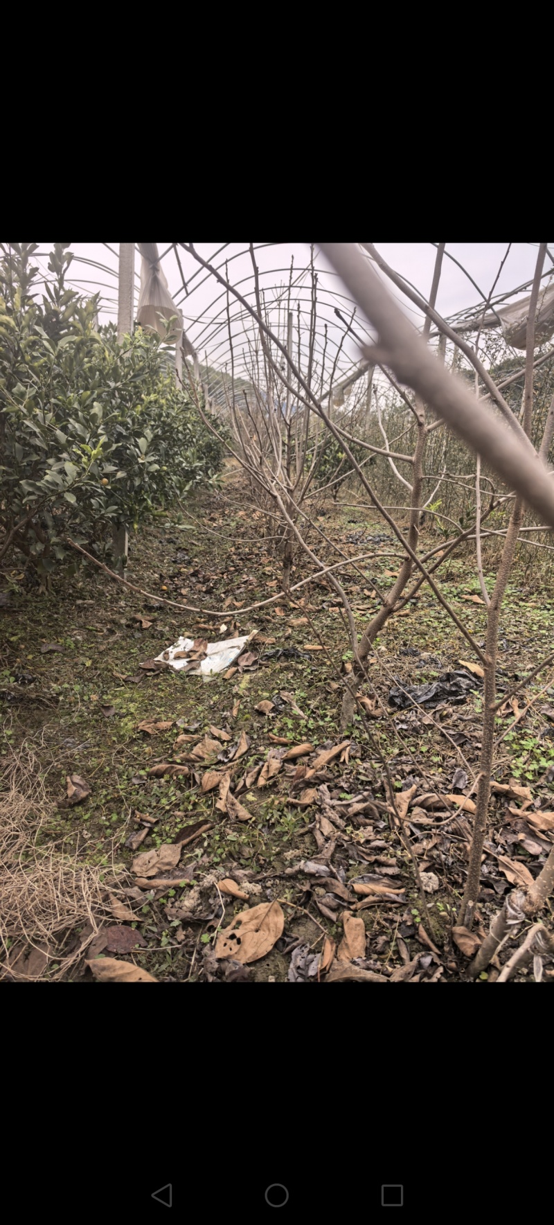 太秋柿子树，大树退耕还田