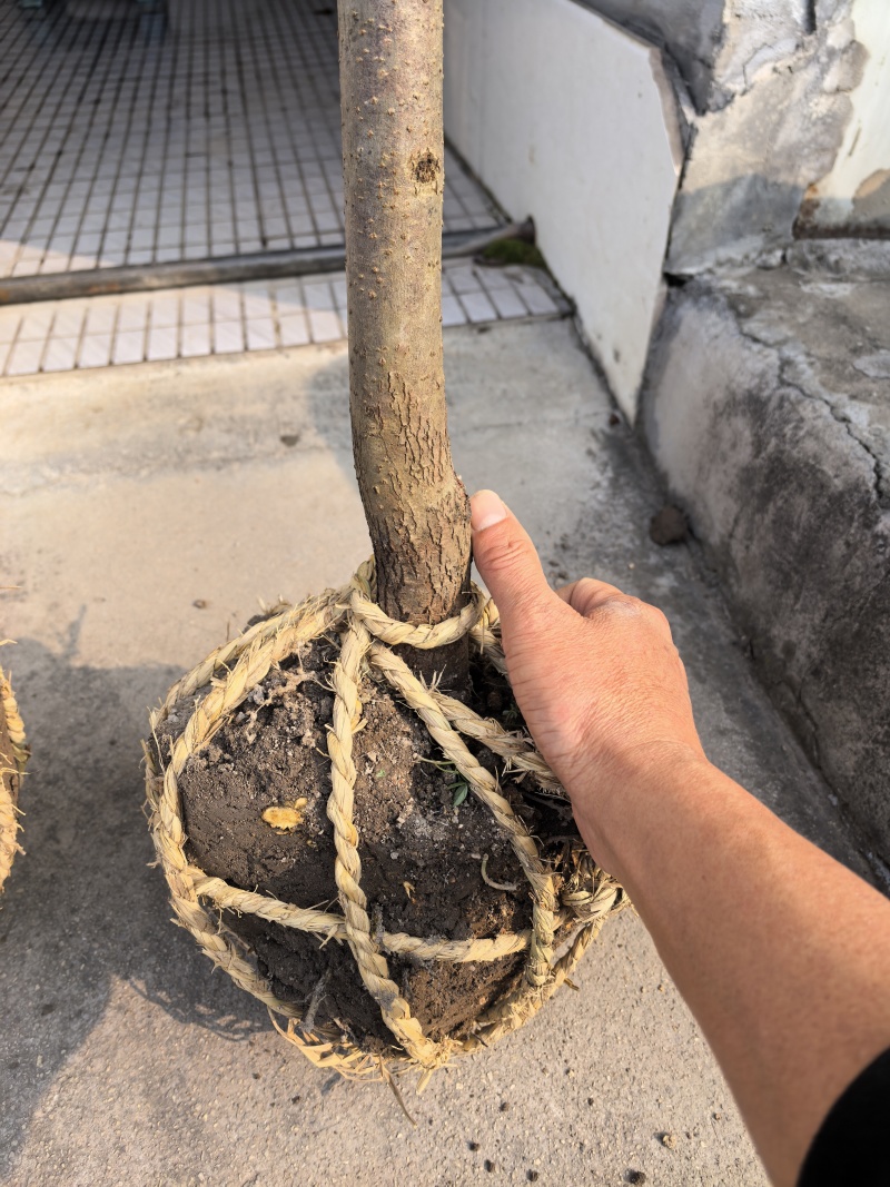 太秋柿子树，大树退耕还田