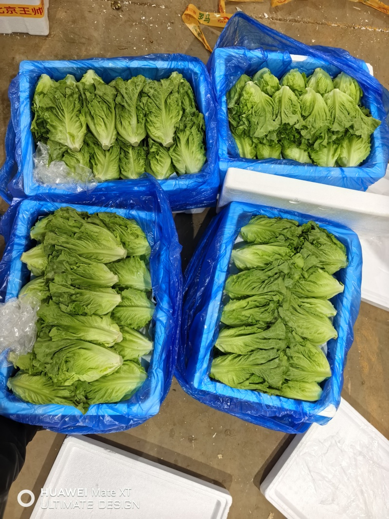 云南陆良直发精品意大利罗马生菜10公斤净重