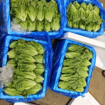 云南陆良直发精品意大利罗马生菜10公斤净重
