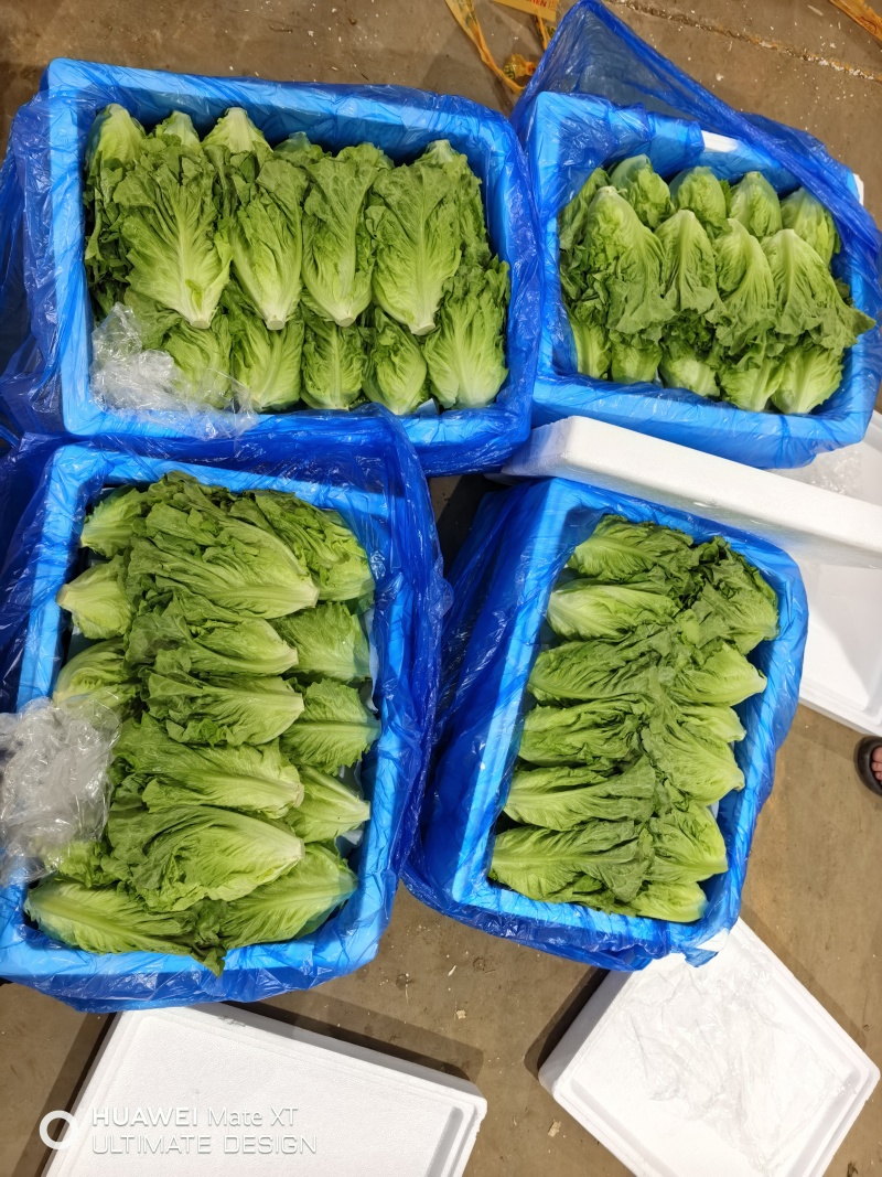 云南陆良直发精品意大利罗马生菜10公斤净重