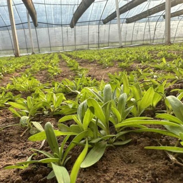 山苜楂山野菜多年种植经验物美价廉