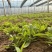 山苜楂山野菜多年种植经验物美价廉