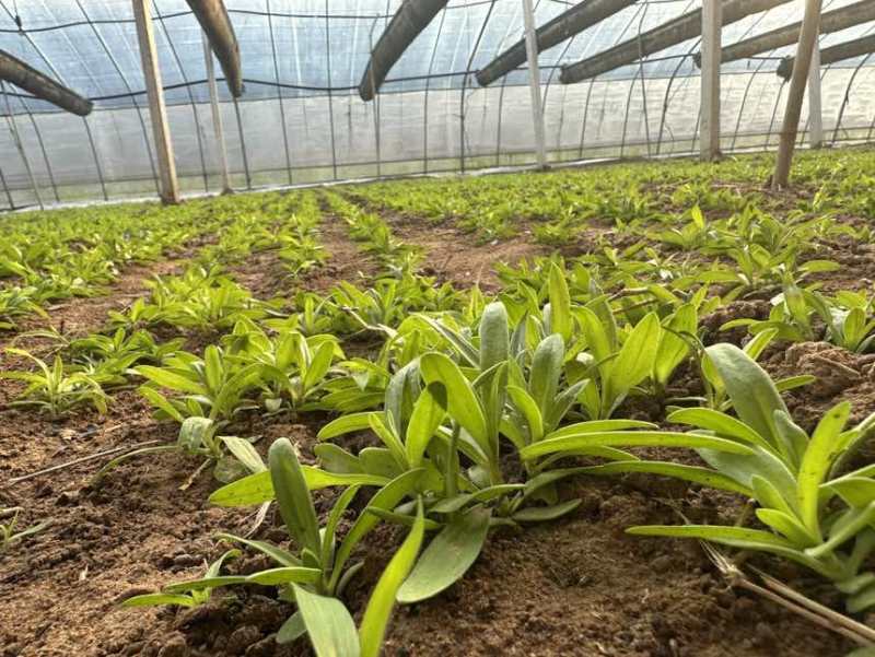 山苜楂山野菜多年种植经验物美价廉