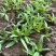 山苜楂山野菜多年种植经验物美价廉