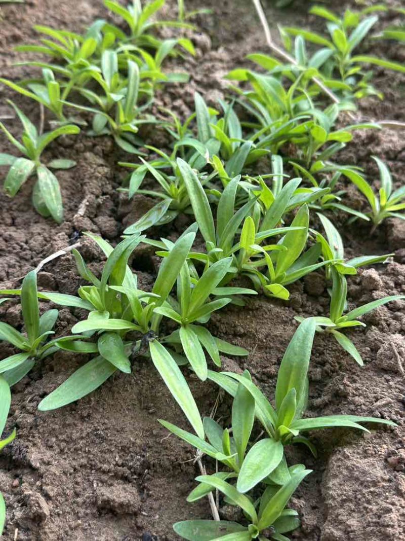 山苜楂山野菜多年种植经验物美价廉