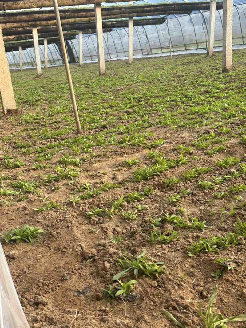 山苜楂山野菜多年种植经验物美价廉
