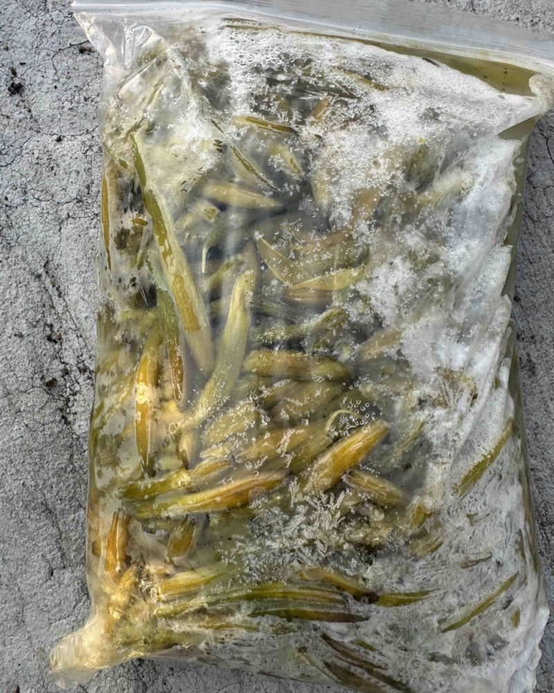 冻品黄花菜预加工