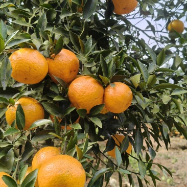 陈皮