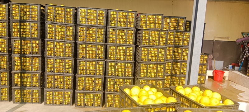 黄金贡柚