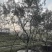 油橄榄橄榄树***********