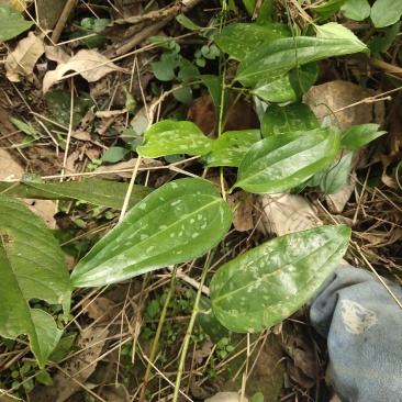 葛根，新鲜货，干货
