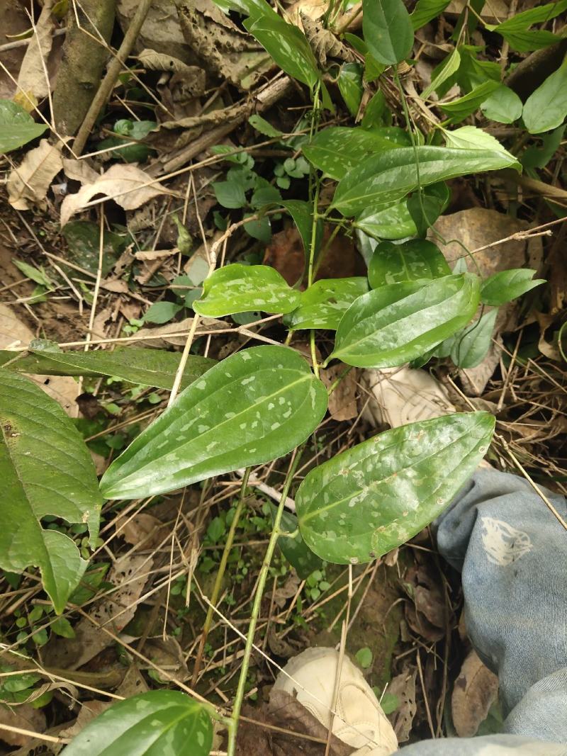 葛根，新鲜货，干货