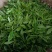临沧普洱茶(白茶)普洱茶(茶花)