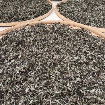 临沧普洱茶(白茶)普洱茶(茶花)