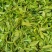 临沧普洱茶(白茶)普洱茶(茶花)