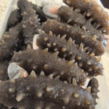 威海特产即食海参只要80多一斤