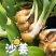 【垄上沙姜良种】本地优质沙姜种，芽点饱满、适应能力强