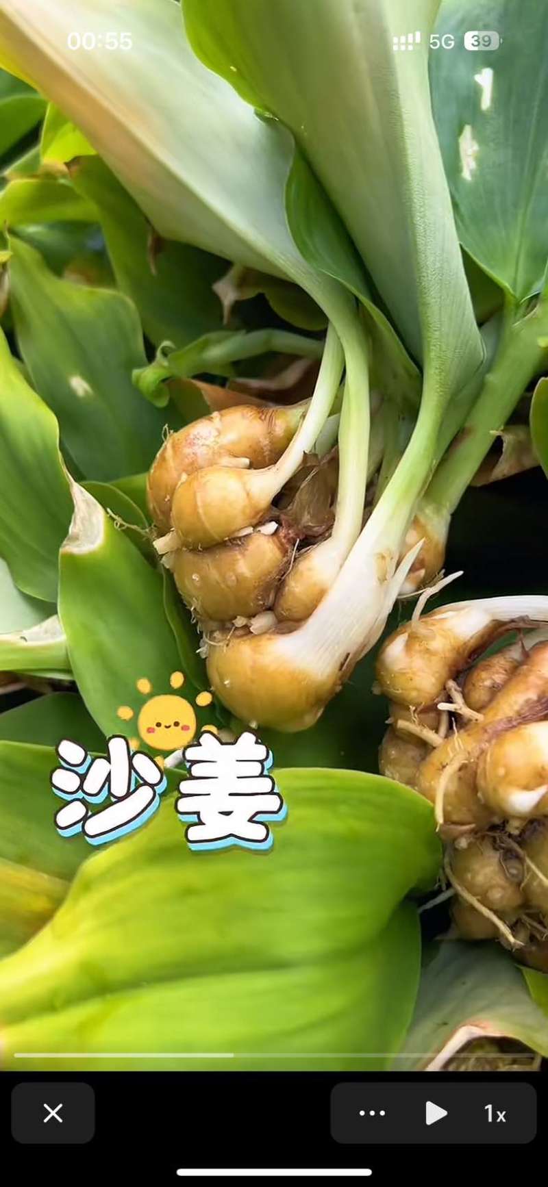 【垄上沙姜良种】本地优质沙姜种，芽点饱满、适应能力强