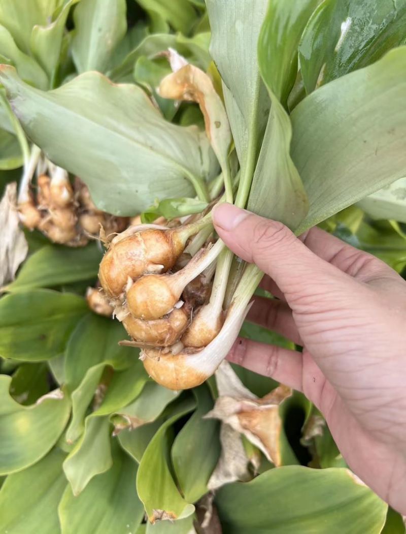 【垄上沙姜良种】本地优质沙姜种，芽点饱满、适应能力强
