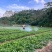 【垄上沙姜良种】本地优质沙姜种，芽点饱满、适应能力强
