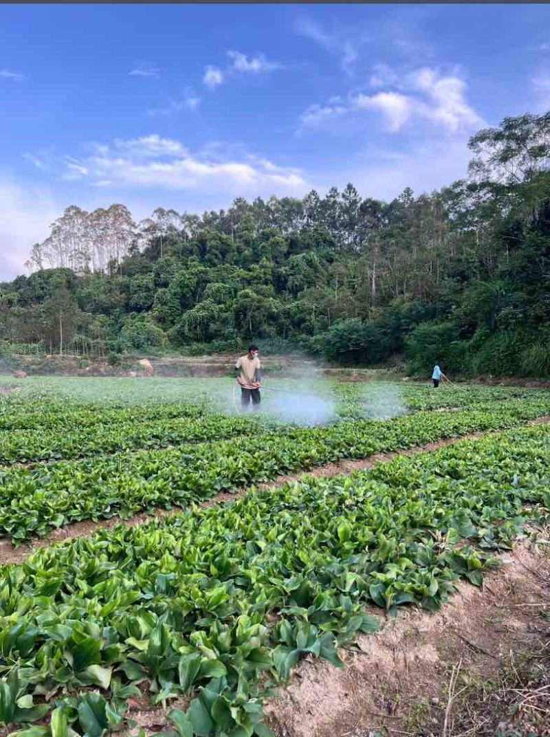 【垄上沙姜良种】本地优质沙姜种，芽点饱满、适应能力强