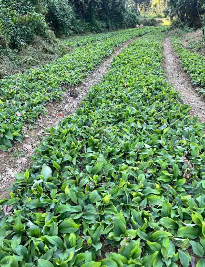 【垄上沙姜良种】本地优质沙姜种，芽点饱满、适应能力强