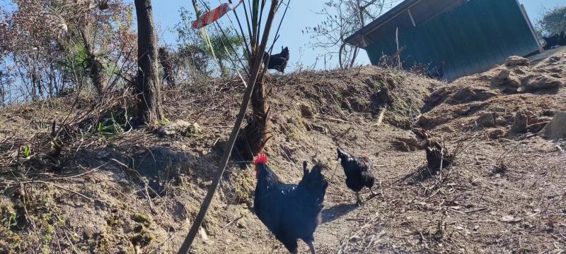 纯正散养散放跑山鸡