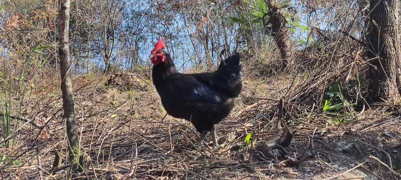 纯正散养散放跑山鸡