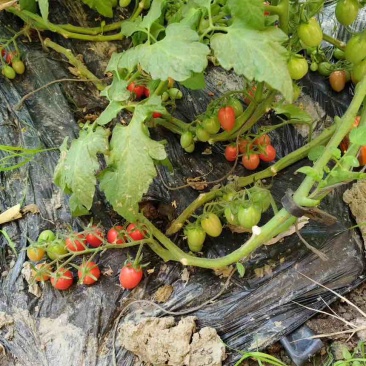 盘锦碱地柿子