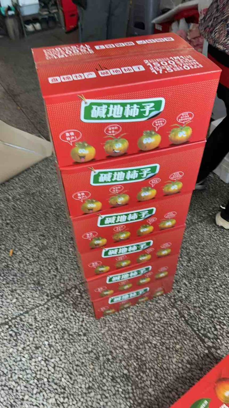 盘锦碱地柿子