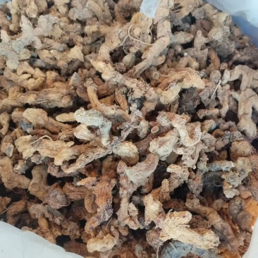 干黄精