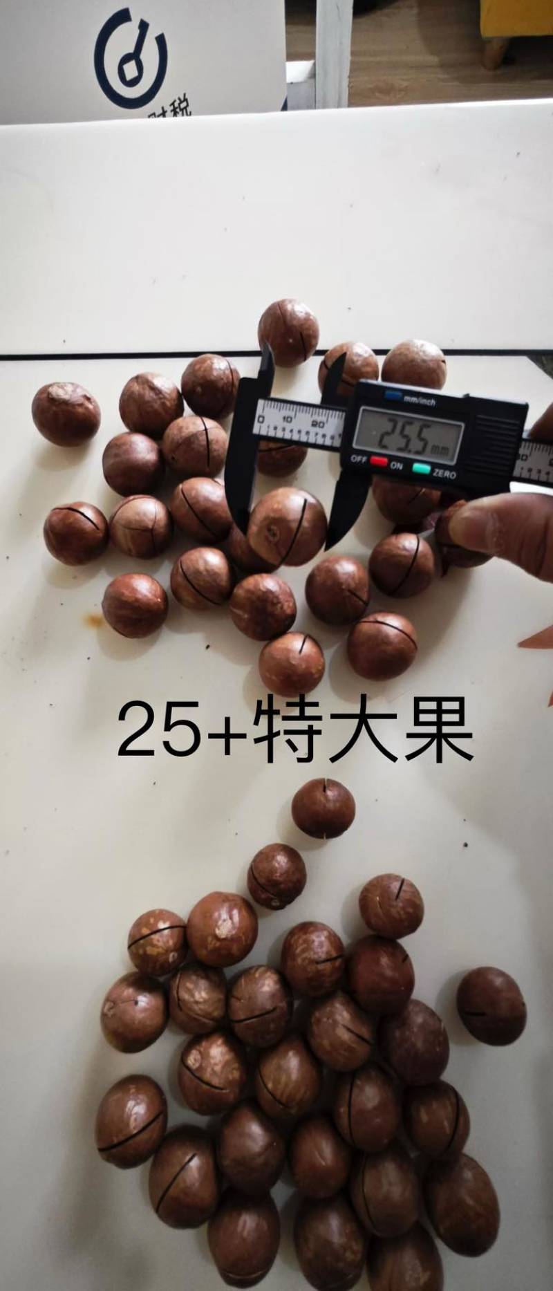 云南临沧新果夏威夷果，规格齐全，现货充足，支持电商一件代发