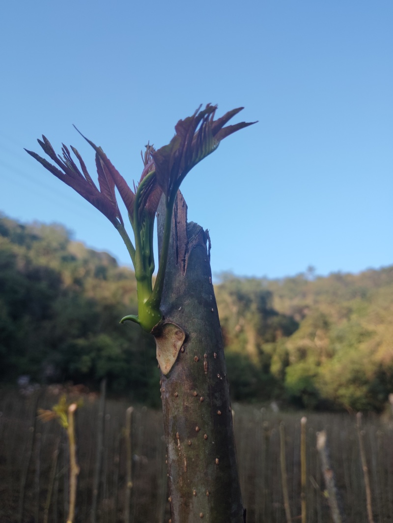 红油香椿芽