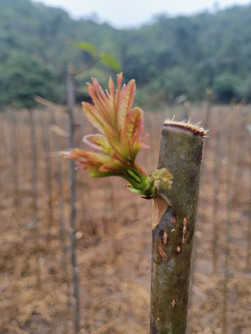 红油香椿芽