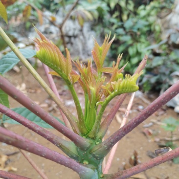 红油香椿芽