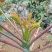红油香椿芽