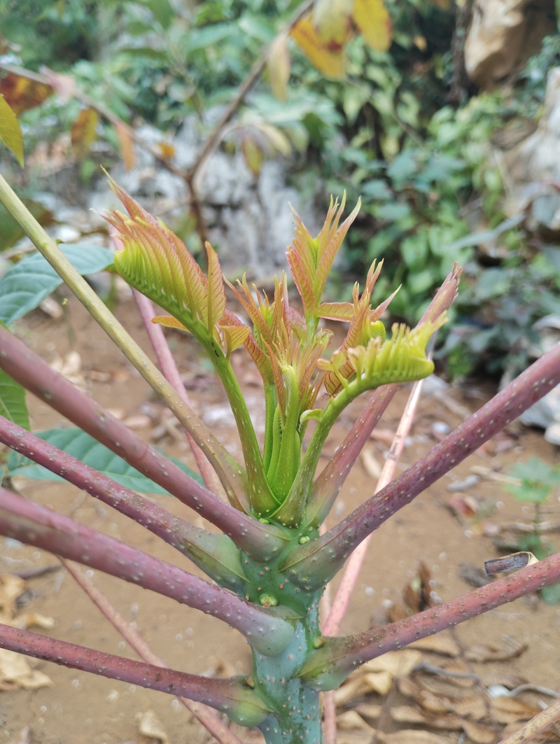 红油香椿芽