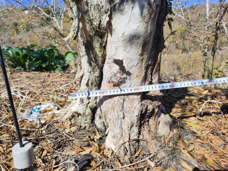 出售老桩石榴树***********