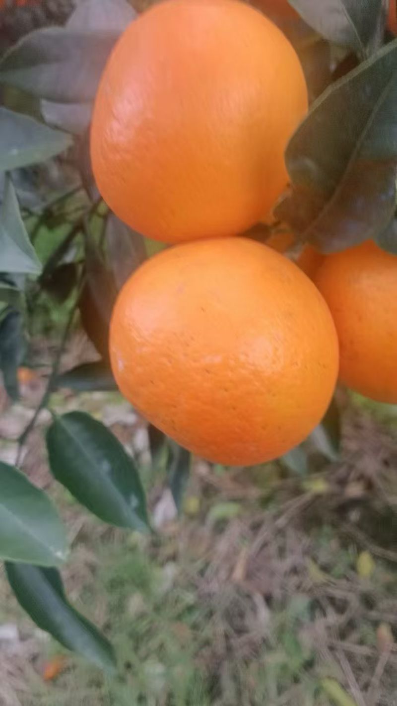 广西武鸣沃柑全规格