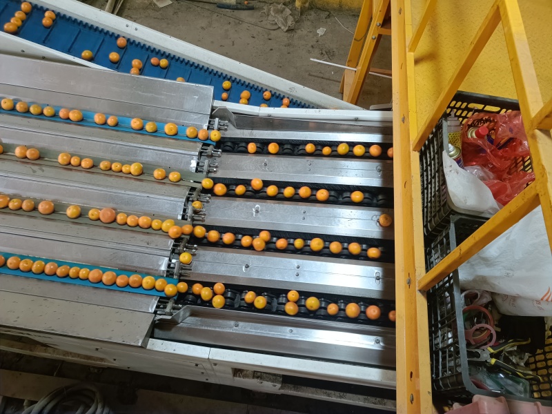广西武鸣沃柑全规格
