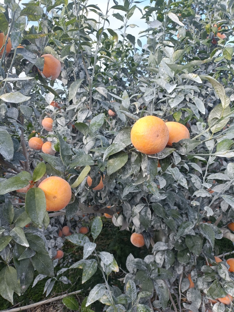 广西武鸣沃柑全规格