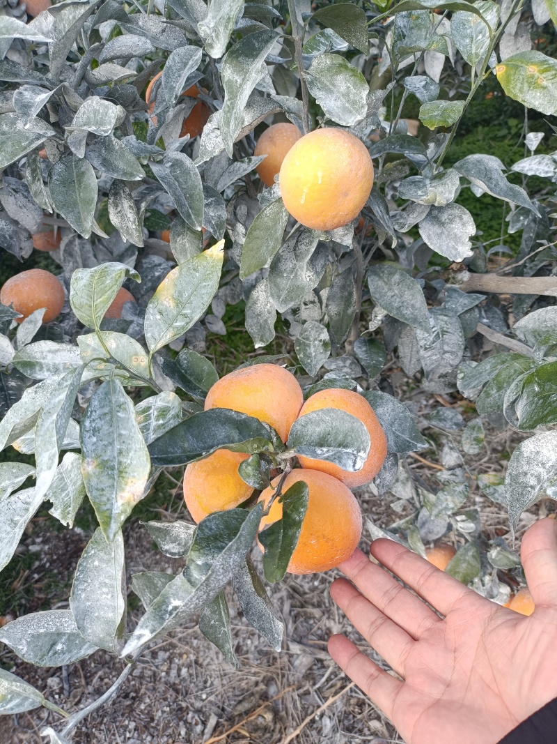 广西武鸣沃柑全规格